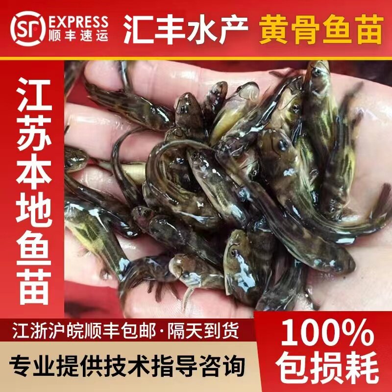 江苏本地黄骨鱼苗黄辣丁汪丁鱼刺公昂刺鱼苗淡水养殖食用黄颡鱼苗