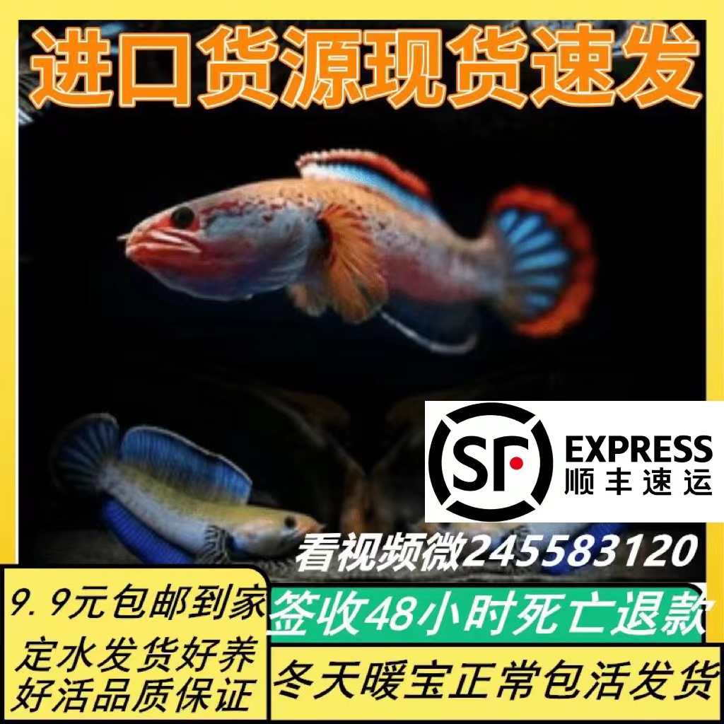 进口阿萨姆蓝帆奶茶雷龙鱼酒红七彩火背血斑一型雷龙鱼观赏鱼