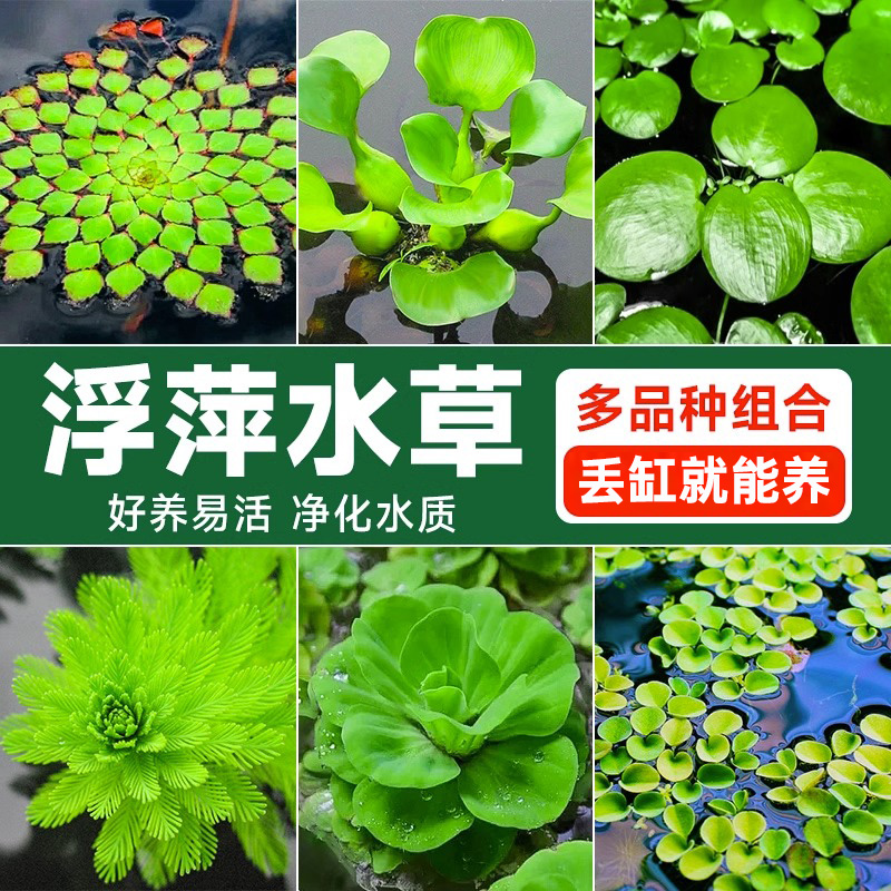 鱼缸阴性水草一叶莲淡水装饰水榕火山石造景净化水质活体水培植物