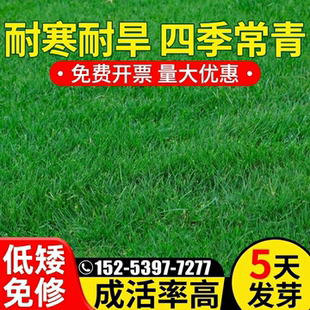 草坪草籽四季常青耐寒耐旱护坡固土狗牙根矮生免修剪地毯草草种子