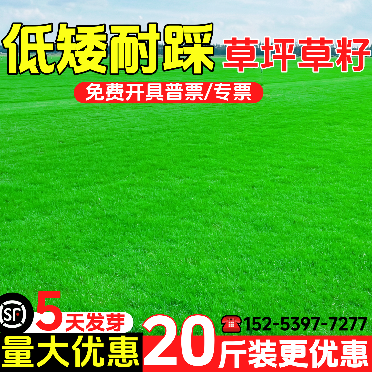 草坪草籽矮生四季常青护坡固土工程绿化狗牙根百慕大四季青籽种子