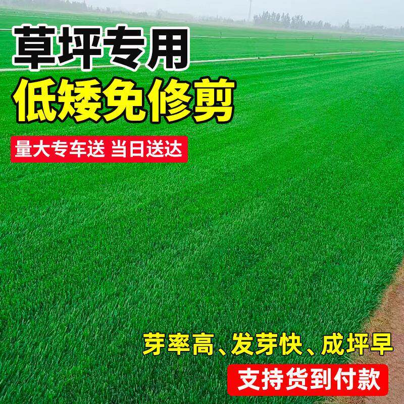 草籽四季常青矮生耐寒庭院草坪护坡狗牙根黑麦草绿化草皮草种子孑
