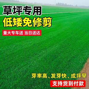 草籽四季常青矮生耐寒庭院草坪护坡狗牙根黑麦草绿化草皮草种子孑