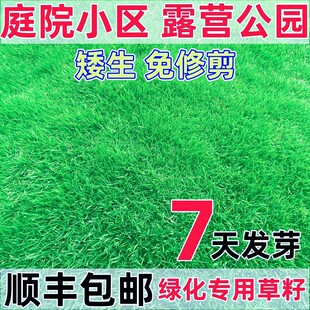 草坪草籽护坡狗牙根马尼拉四季常青庭院地毯草皮籽绿化黑麦草种子