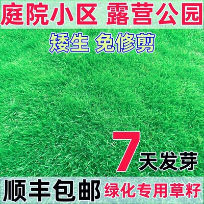 草坪草籽护坡狗牙根四季常青绿化