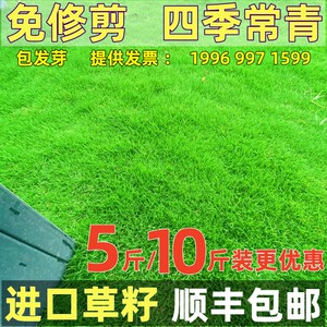 草坪草籽四季常青护坡狗牙根马尼拉地毯草孑庭院绿化黑麦草皮种子