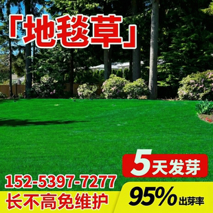 矮生地毯草草坪草籽四季常青耐寒耐旱耐践踏免修剪护坡狗牙根种子