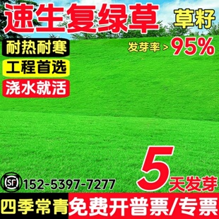 速生复绿草坪草籽庭院矮生地毯草多年生免修剪绿化草皮黑麦草草籽