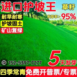 草坪草籽四季常青护坡狗牙根高羊茅边坡固土绿化工程黑麦草种子孑