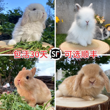 宠物兔进口纯种二代双血统迷你侏儒兔子活物道奇垂耳兔盖脸猫猫兔
