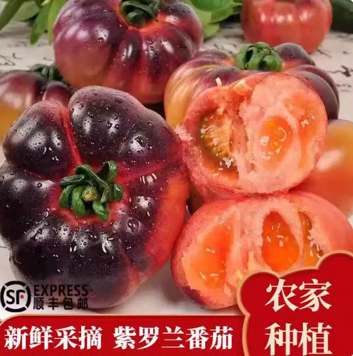 紫罗兰番茄新鲜好吃丑番茄