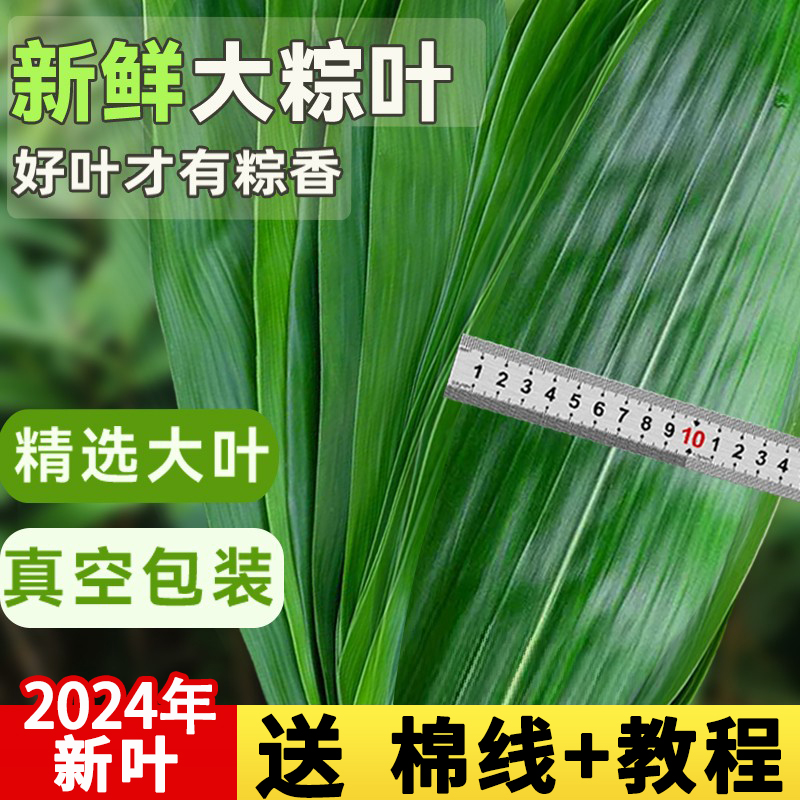 粽叶新鲜粽子叶大号包棕子专用的叶子芦苇干现摘特大棕叶商用