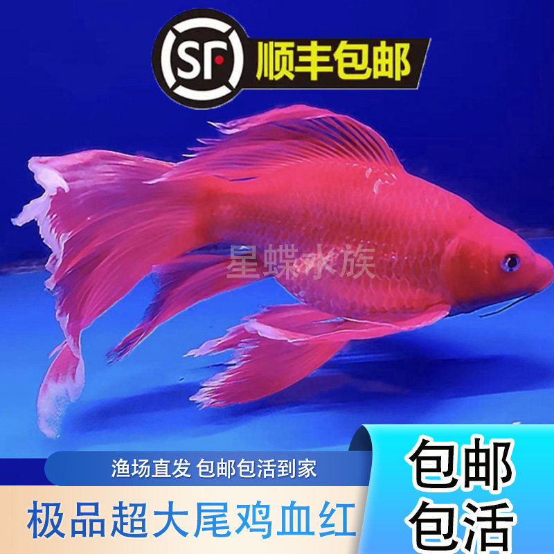 【顺丰包邮】台湾火红贵妃蝴蝶鲤石膏白短身锦鲤耐寒冷水观赏鱼