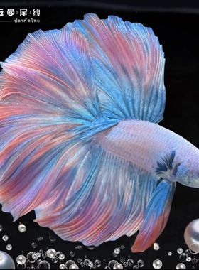 泰国斗鱼半月狮王网红婚纱鱼观赏玻璃纯白粉白色桌面小宠物好养活