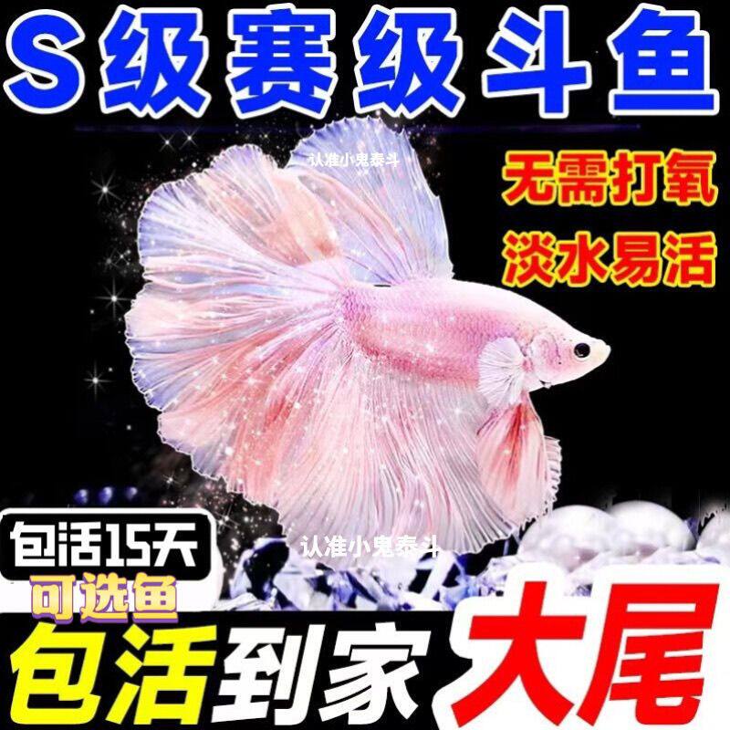 赛级斗鱼泰国热带仙女好养桌面婚纱纯白宠物半月耐活观赏鱼热带鱼