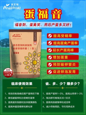 蛋福音母禽调理增加产蛋减少输卵管炎延长产蛋高峰多下蛋没有沙皮