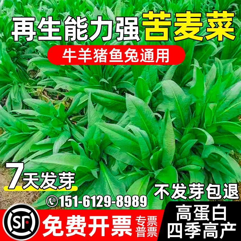苦麦菜四季高产多茬收割畜牧养殖