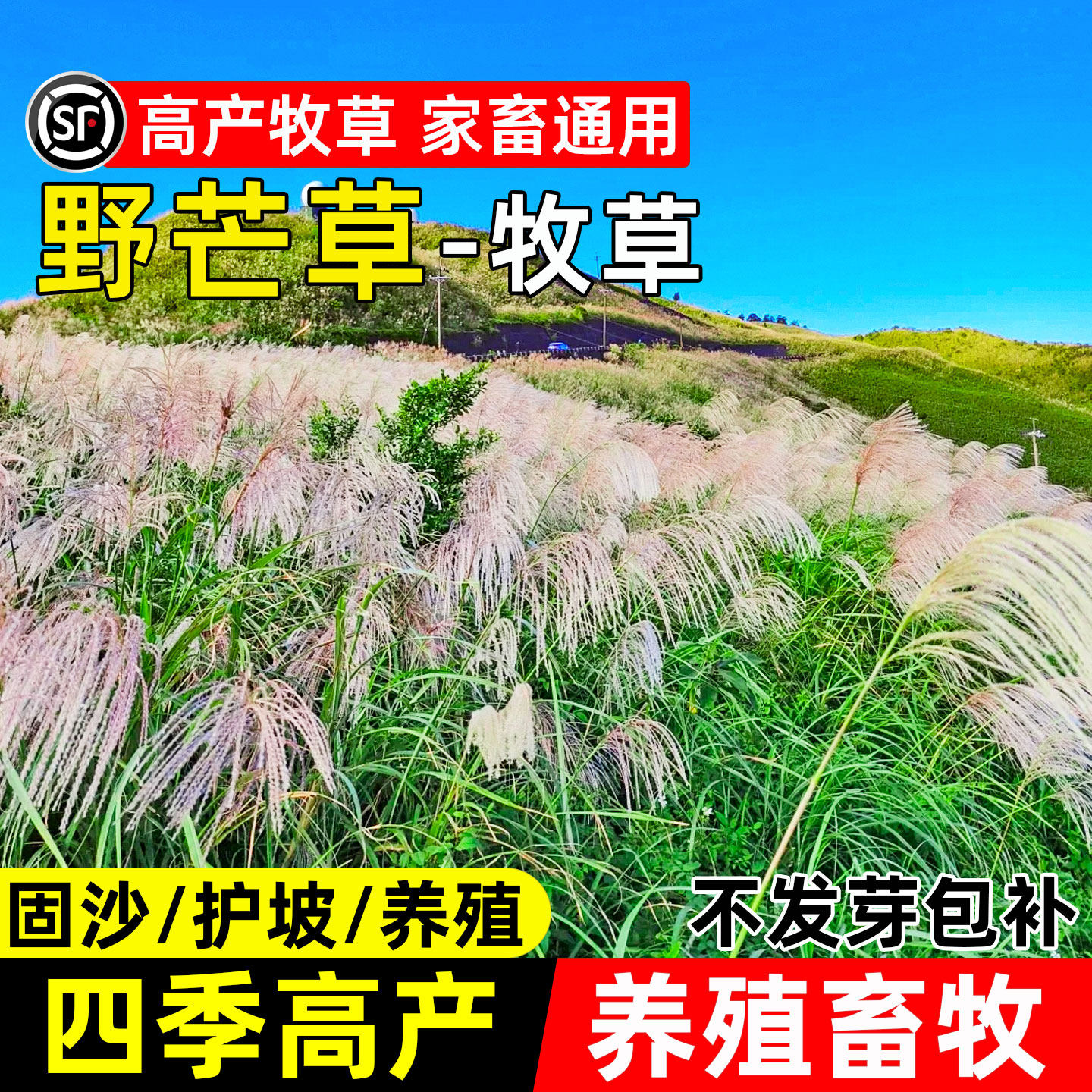 野芒草种子多年生护坡固土牧草种子四季高产畜牧养殖景观绿化草籽