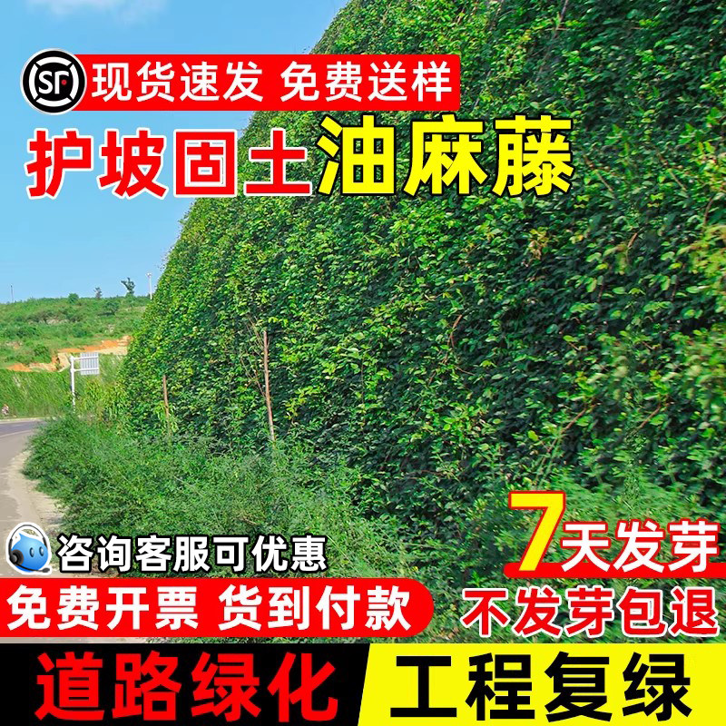油麻藤种子爬藤蔓延植物四季常青护坡固土道路绿化工程复绿草种籽