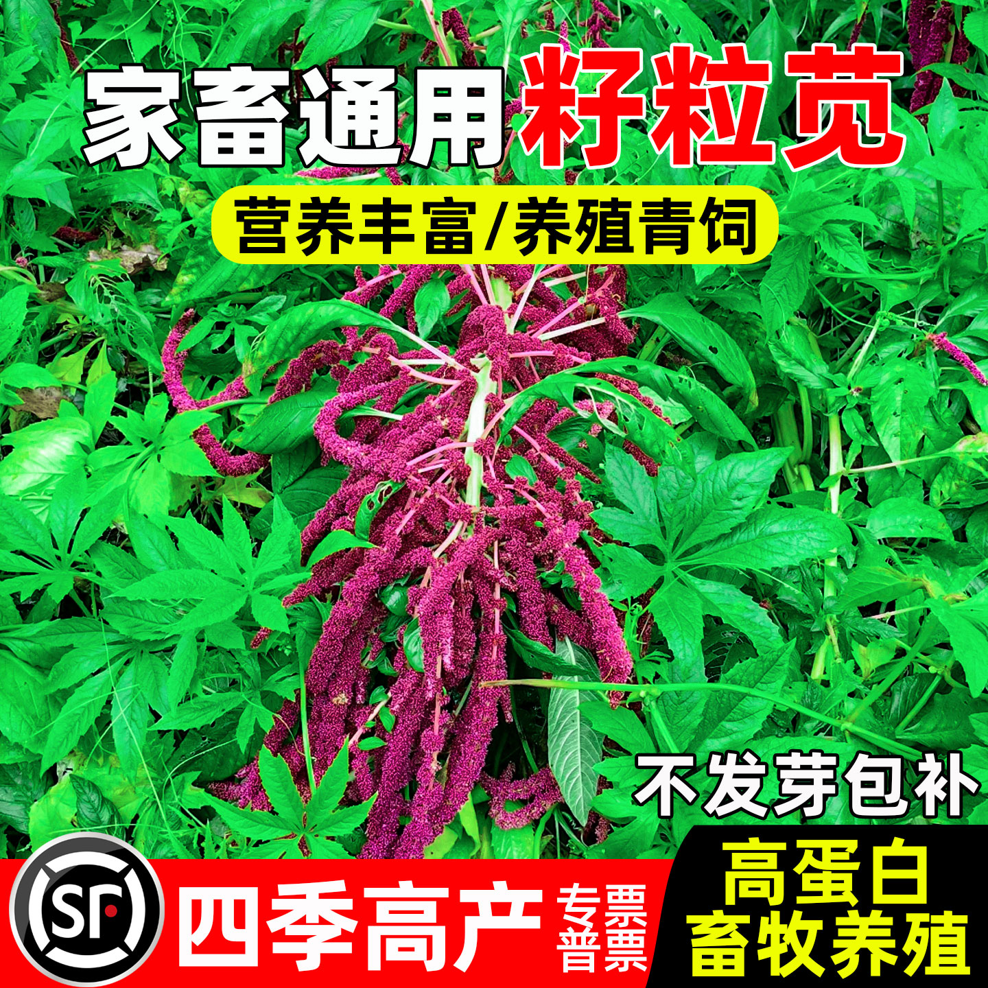 籽粒苋四季高产高蛋白畜牧养殖