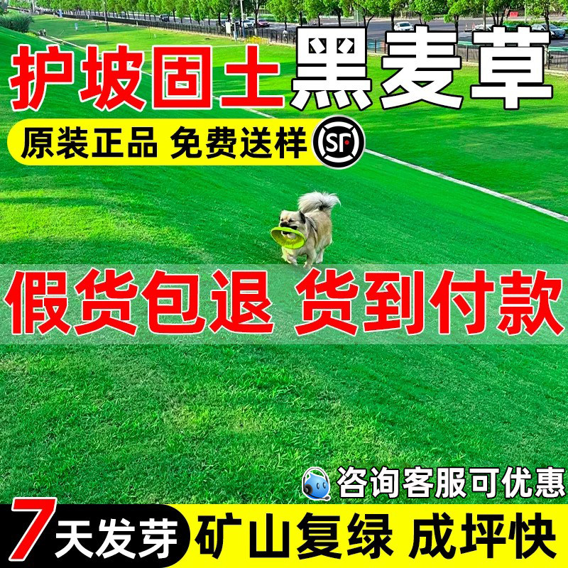 黑麦草草籽四季常青护坡固土矿山生态复绿工程绿化多年生草坪种子