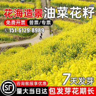 油菜花种子室外高产观赏食用耐寒耐旱春油菜花籽榨油菜籽花海种孑