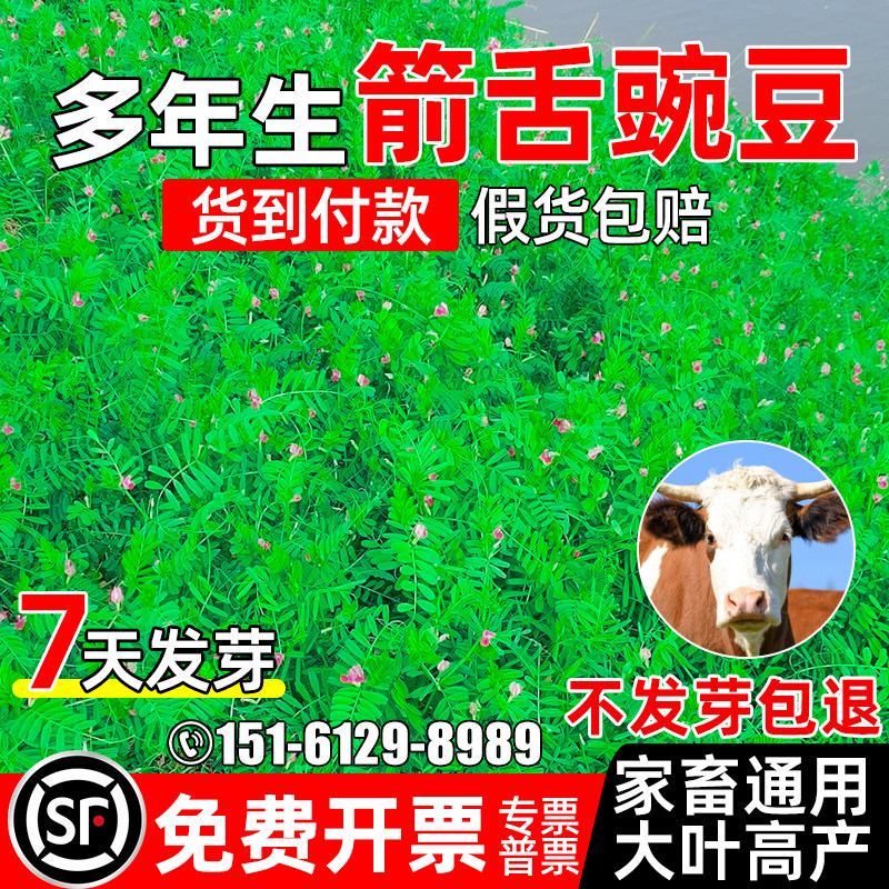 箭舌豌豆四季高产家禽喜食高蛋白