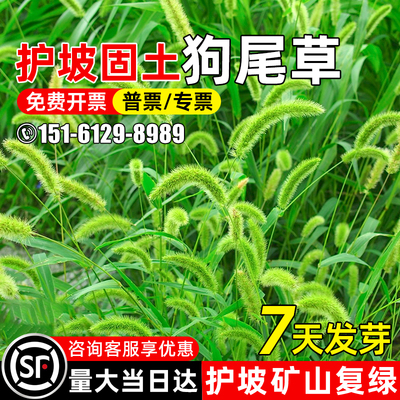 狗尾巴草护坡固土四季常青耐贫瘠