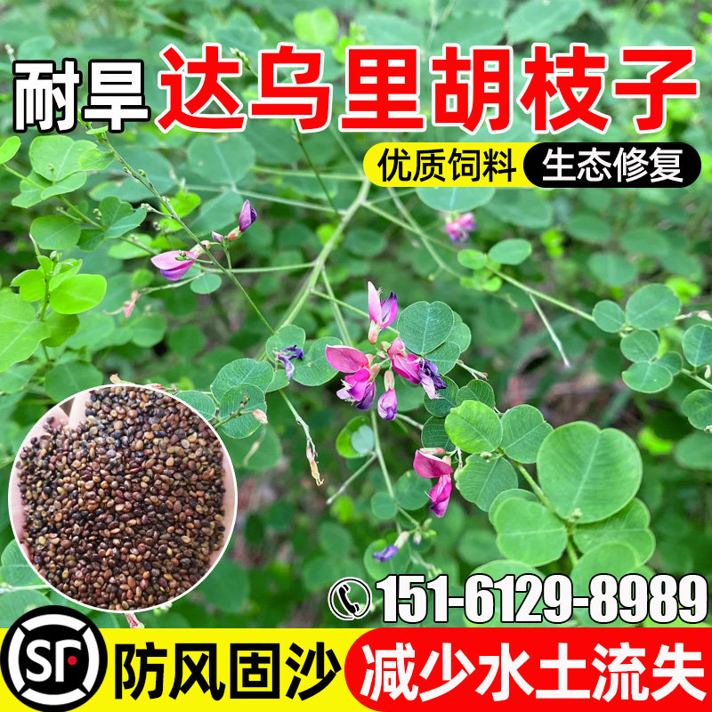 达乌里胡枝子种子耐寒耐旱防风固沙草籽水土保持生态修复灌木种子