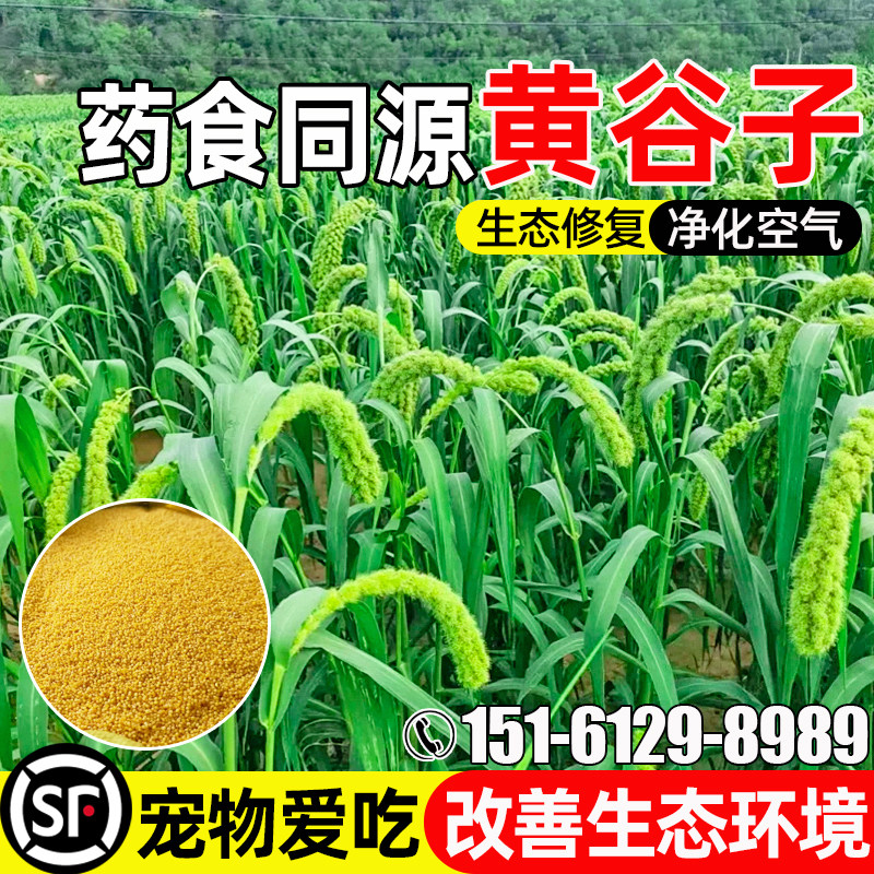 黄谷子生态修复畜牧养殖鹦鹉专用