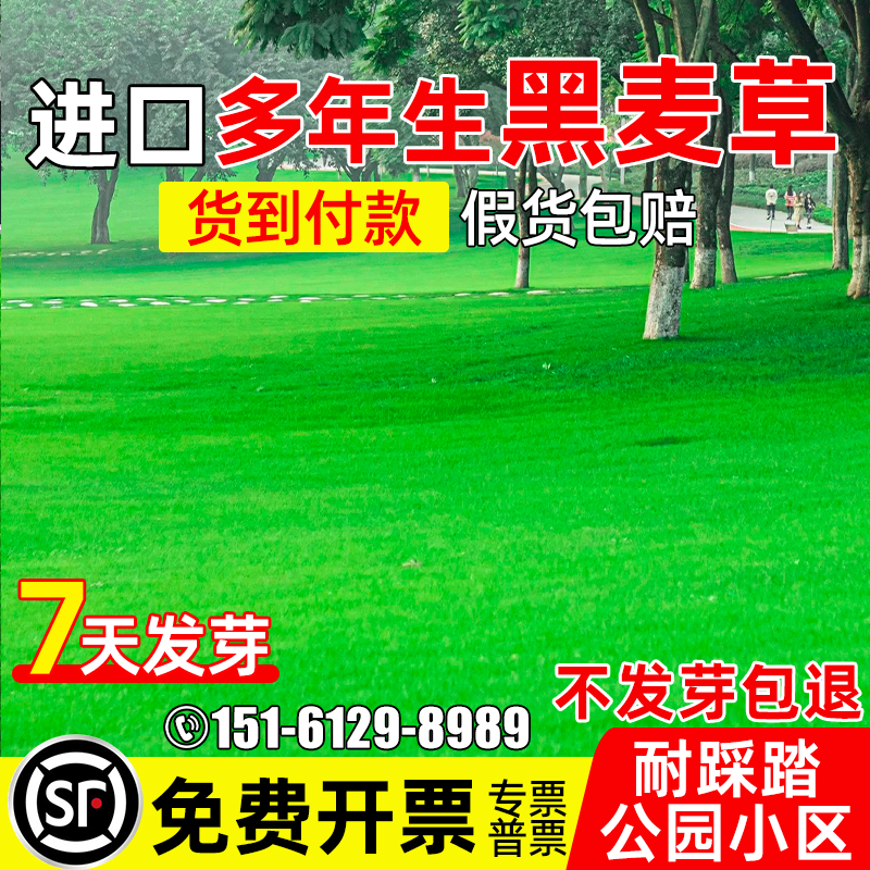 草坪草籽黑麦草种籽公园小区耐寒