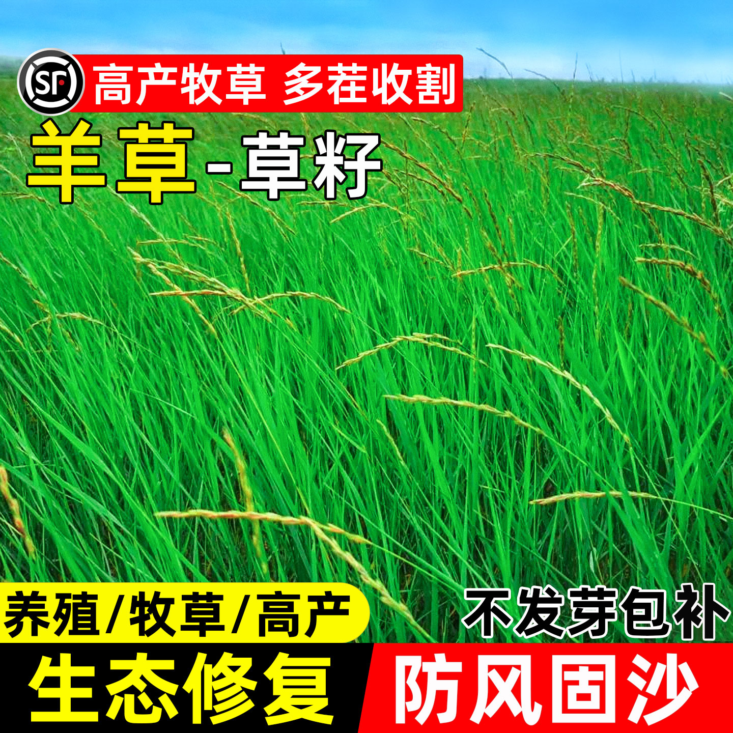 羊草种籽耐旱耐贫瘠防风固沙牧草