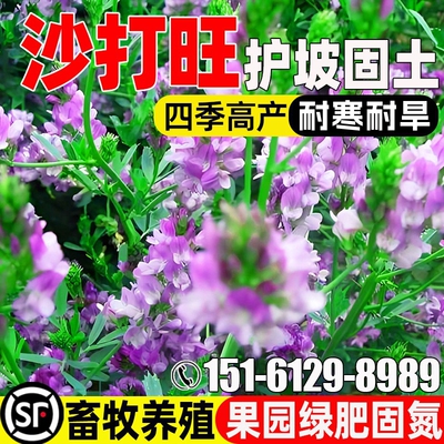 沙打旺四季高产畜牧养殖绿肥固氮
