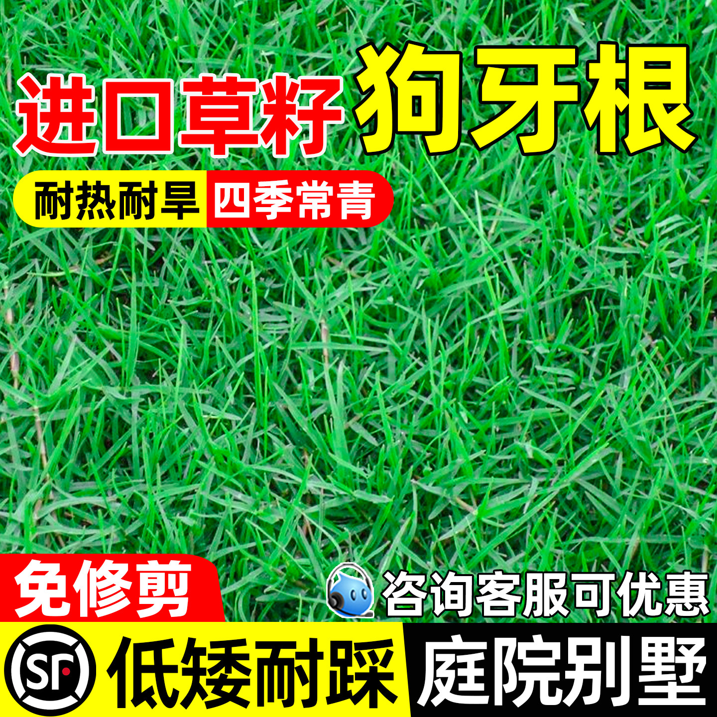 进口狗牙根草籽四季常青庭院绿化