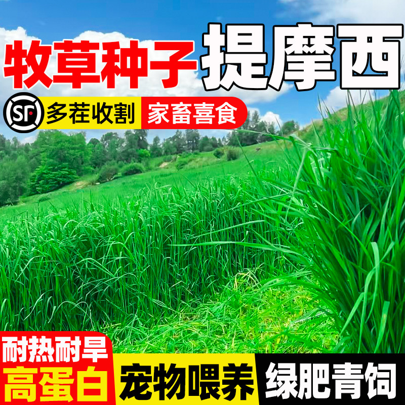 提摩西四季高产畜牧养殖宠物喜食