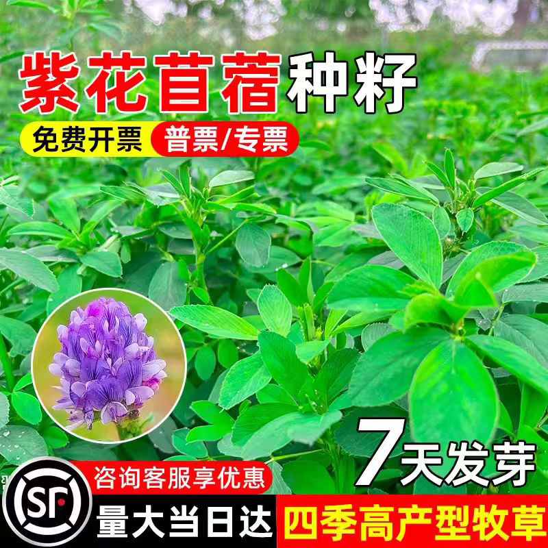 紫花苜蓿多年生牧草四季常青高产