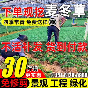 矮麦冬草庭院别墅沿阶草苗四季常青园林工程绿化植物细叶麦冬草苗