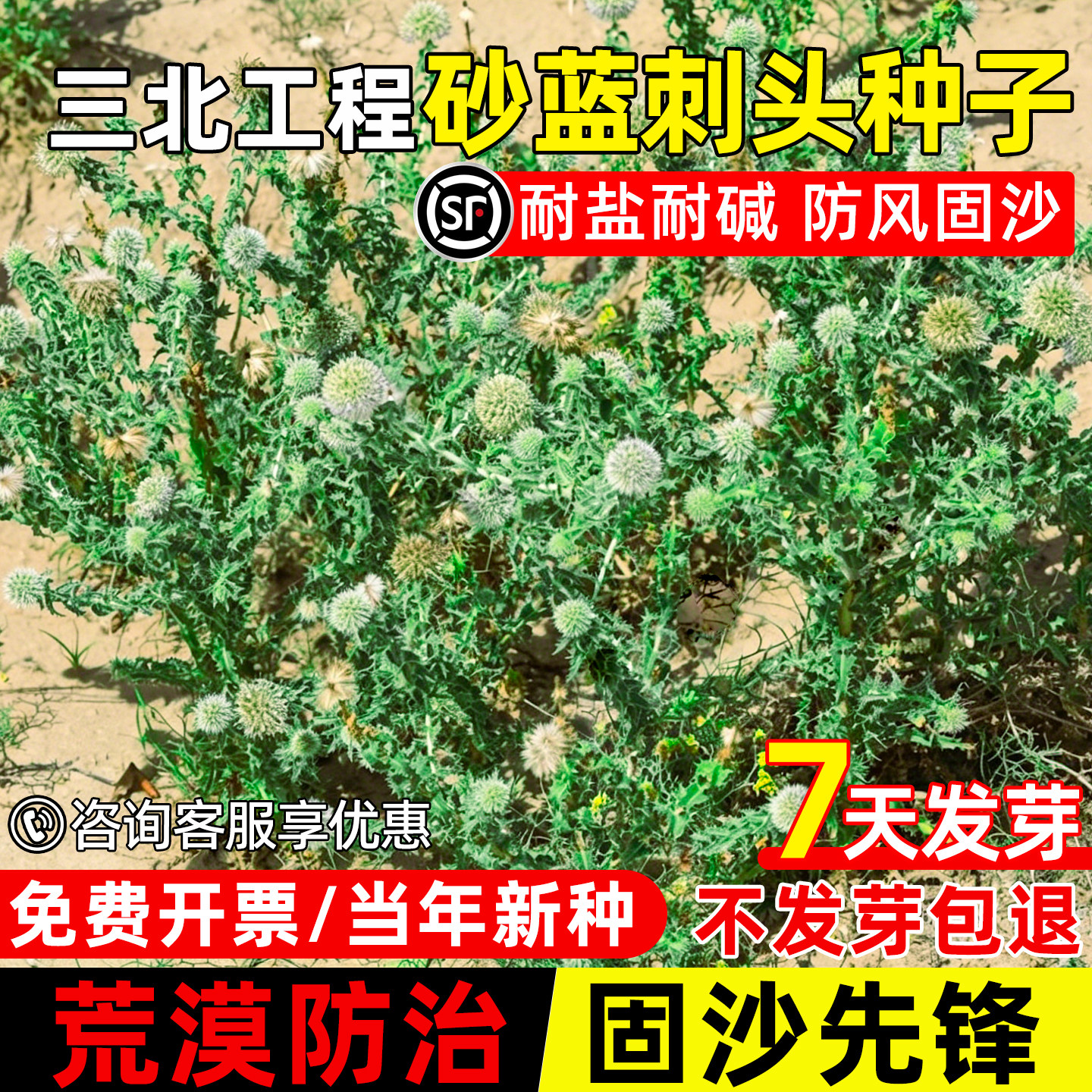 砂蓝刺头种子荒漠防风固沙耐盐碱