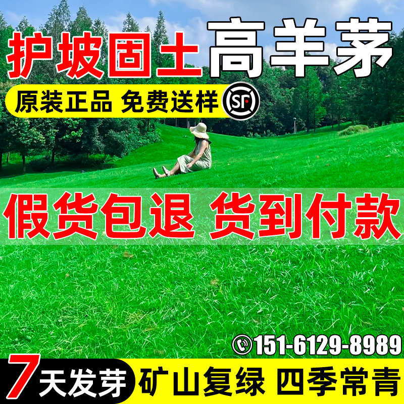 高羊茅草籽四季常青护坡固土矿山复绿多年生工程生态修复草坪种子