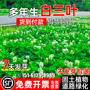 白三叶草种籽多年生护坡固土草籽边坡道路工程绿化耐旱红三叶种子