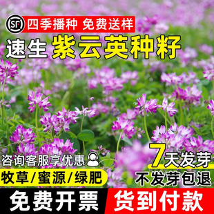 紫云英种子红花草种籽四季高产果园绿肥牧草蜜源高蛋白耐贫瘠草籽