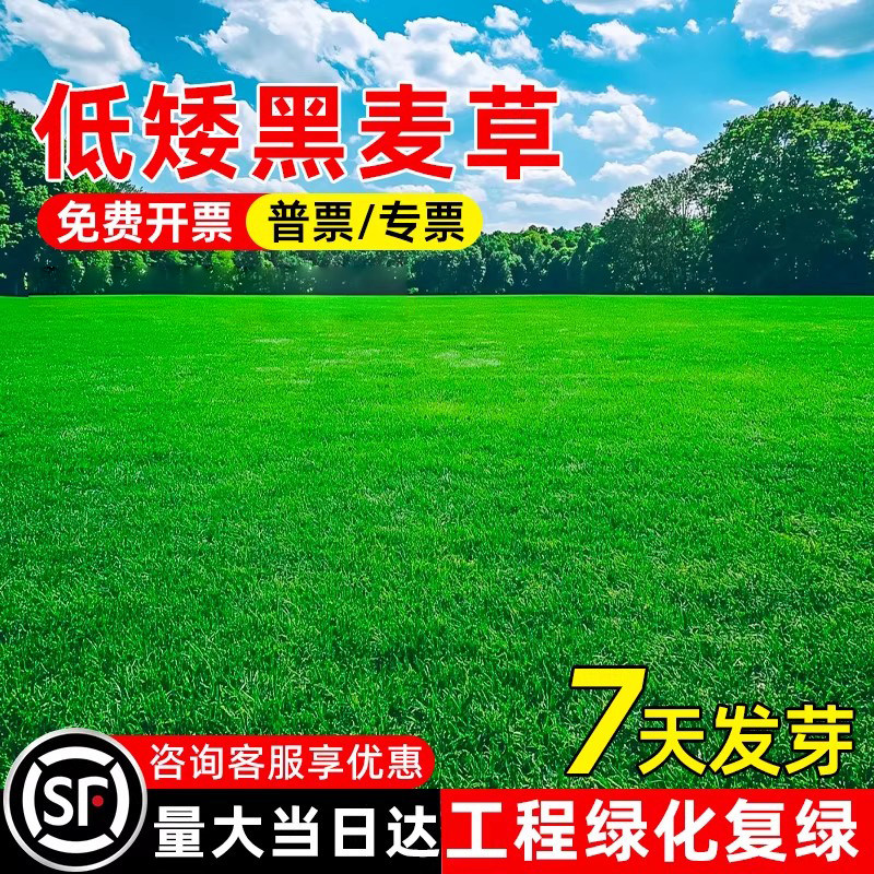 黑麦草种籽多年生草坪草籽四季常青公园绿化工程复绿免修剪草种子