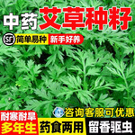 艾草种子野生驱蚊草种籽可食用药用大叶艾草阳台庭院盆栽中药草籽