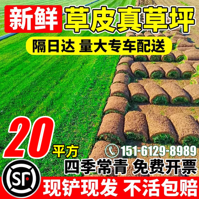 带土草皮百慕大四季常青花园庭院