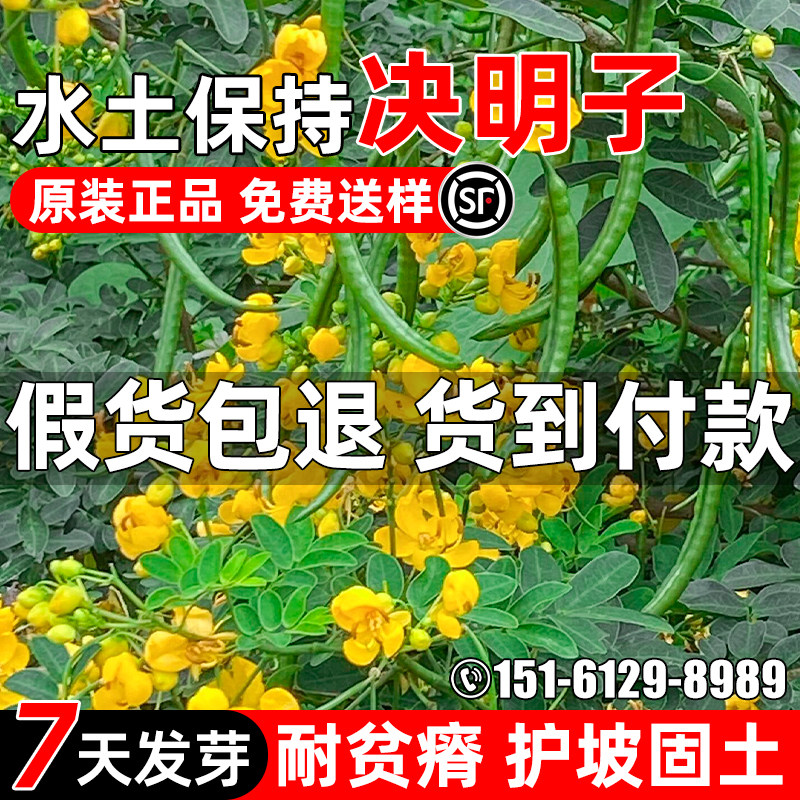 决明子种子耐旱护坡固土矿山复绿