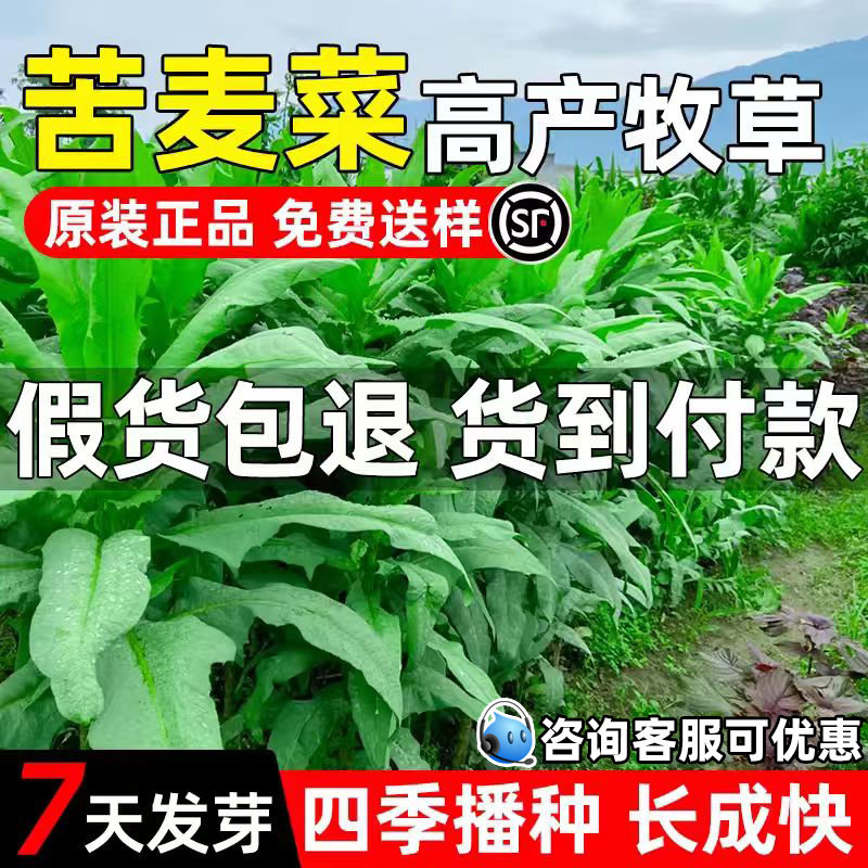 苦麦菜种子高蛋白多年生畜牧养殖