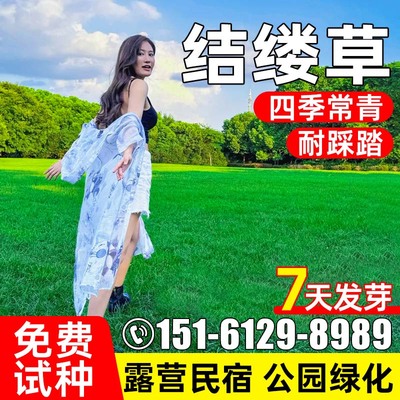 结缕草四季常青草坪种籽民宿露营