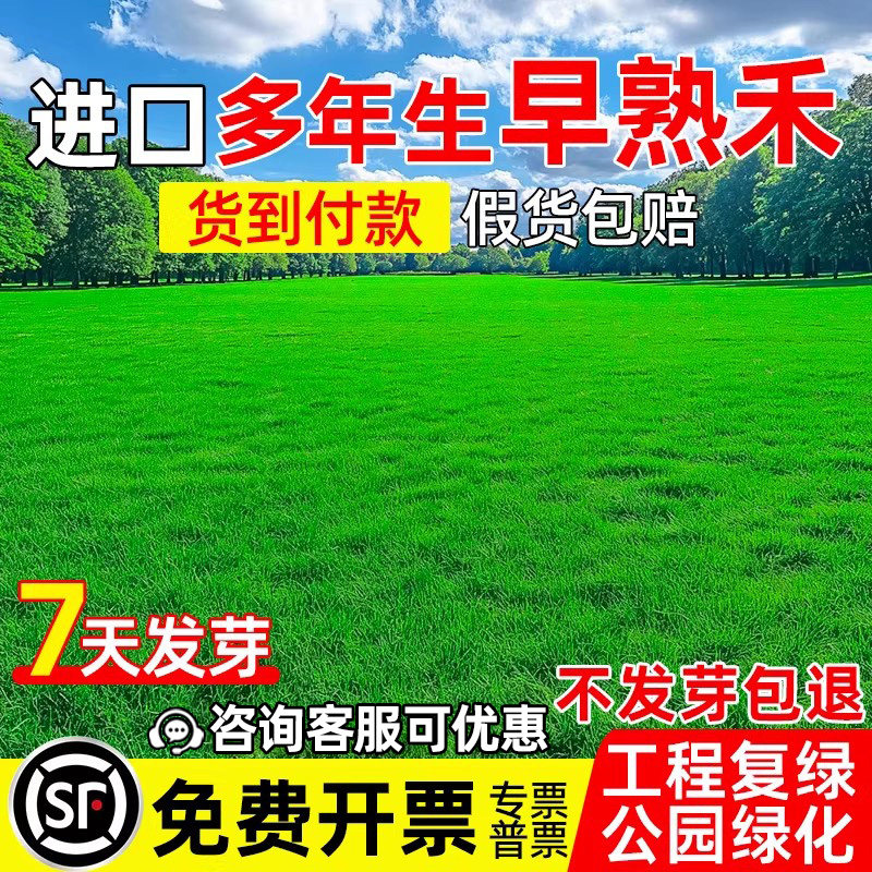 早熟禾草坪草籽绿化工程耐寒耐旱图片