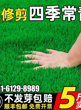 草坪草籽四季常青护坡固土狗牙根庭院矮生地毯草皮绿化黑麦草种子