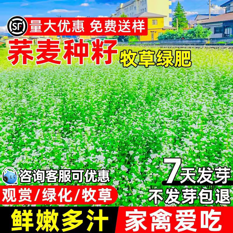 苦荞麦种子甜荞麦草种籽黑苦荞麦果园绿肥牧草高产耐贫瘠牧草草籽
